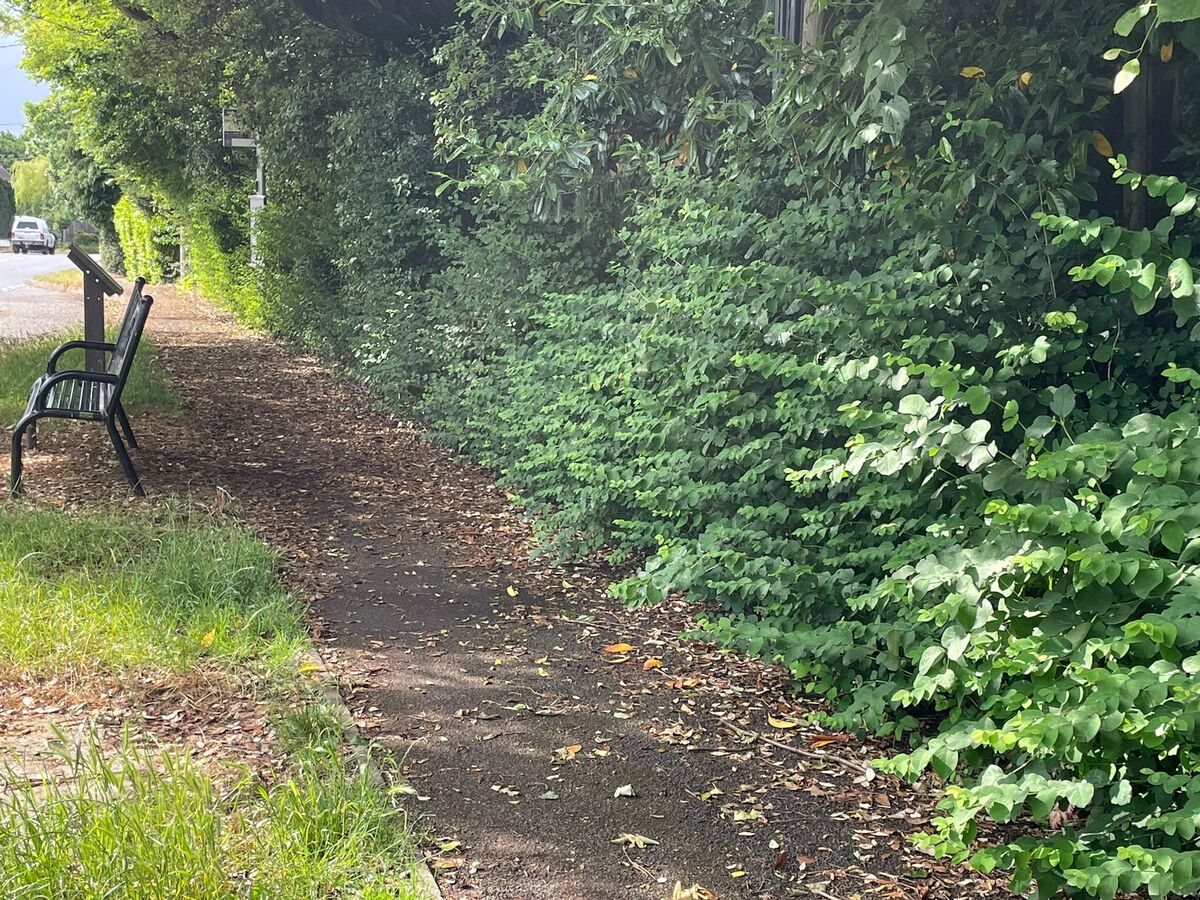 Verge Clearing West Common 6 June 2025
